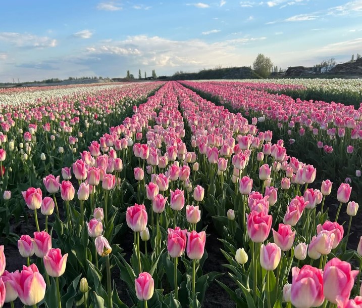 Тур на тюльпановое поле из Минска