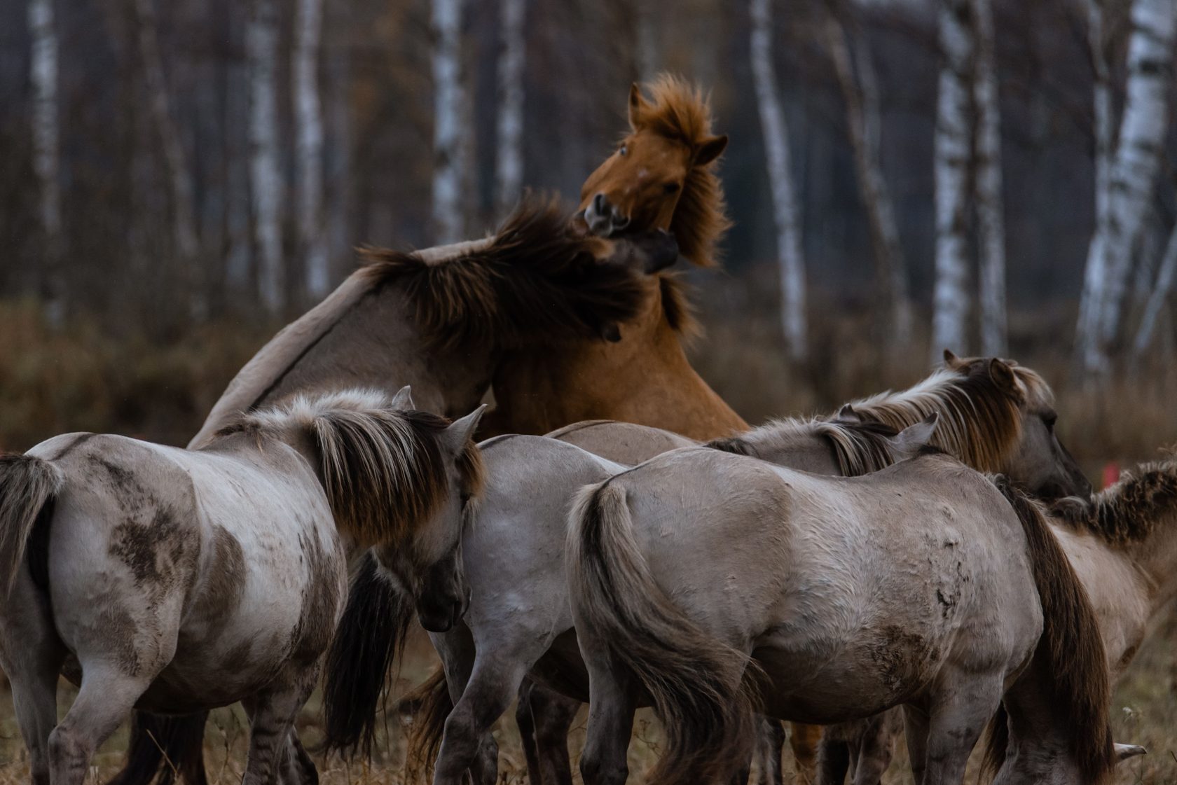 налибокская пуща
