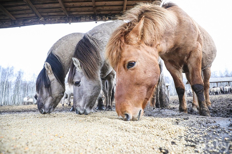 налибокская пуща