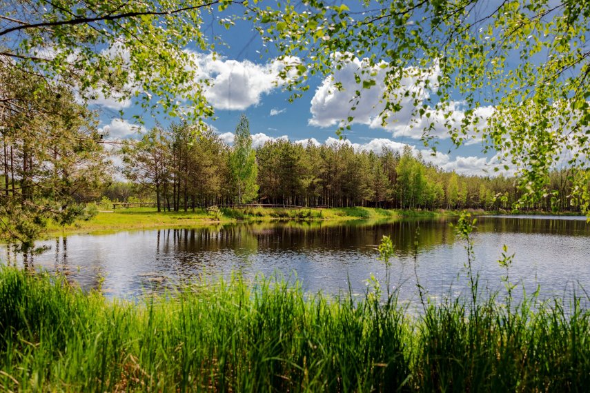 налибокская пуща