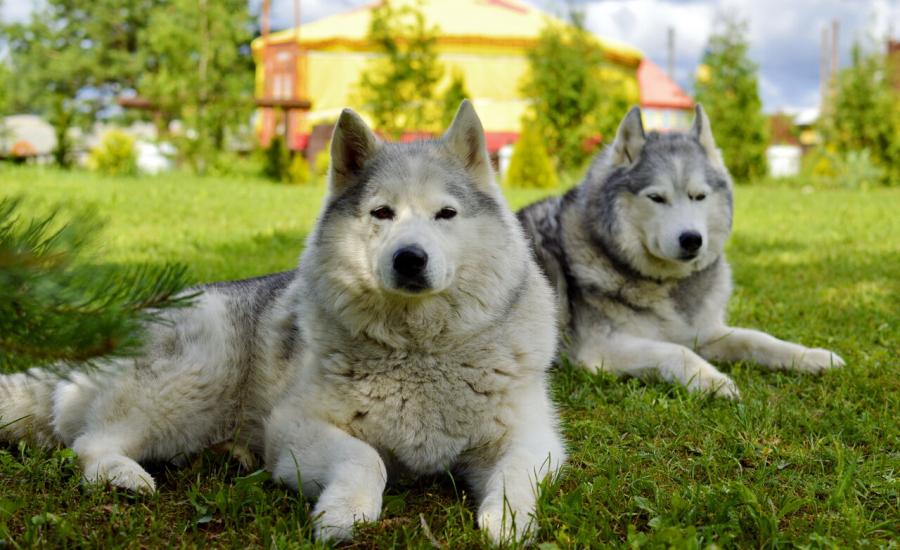 В гости к Хаски. Дом Кочевника. Экскурсия из Витебска